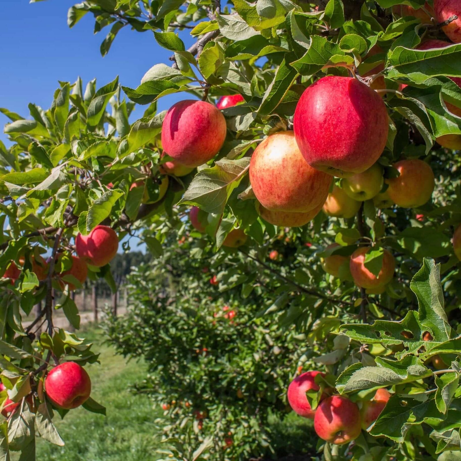 Anna Apple (એન્ના સફરજન)